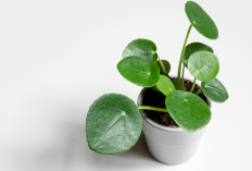 7 Tanaman Hias Hidroponik Depan Rumah Penarik Rezeki, Cantik & Bawa Penuh Keberkahan!