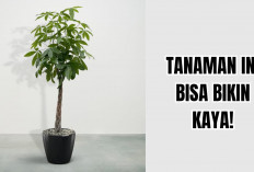 Menjemput Rezeki: Ini 3 Tanaman Hias Pembawa Keberuntungan 2026 Paling Dicari