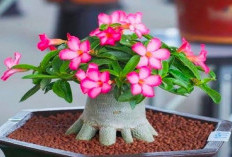 Disebutkan di Dalam Al-Qur'an, Berikut 7 Tanaman Pembawa Berkah Menurut Islam Serta Manfaatnya