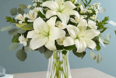 Rekomendasi 5 Tanaman Hias Pembawa Keberuntungan di Dalam Rumah, Bikin Hunian Lebih Asri dan Energi Positif