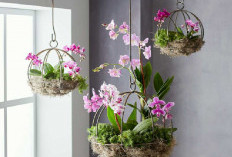 5 Jenis Tanaman Hias Gantung yang Cocok untuk Dekorasi Interior Rumah, Hadirkan Kesan Estetik dan Minimalis