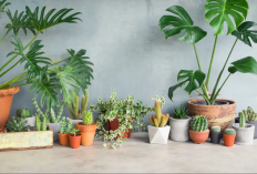 Bikin Rumah Sejuk Tanpa Perlu Pasang AC, Ini 5 Tanaman yang Bisa Bersihkan Udara!