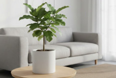 Ini 6 Tanaman Hias Pembersih Udara, Jaminan Rumah Bebas Polutan, Ngga Perlu Pakai Perangkat Elektronik