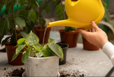 Bawa Keluarga Kaya & Energi Positif Melimpah, 7 Daftar Tanaman Hias Pembawa Keberuntungan di Depan Rumah