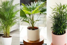 Taruh di Sudut Ruang Tamu, 6 Tanaman Hias Ini Penarik Rezeki, Bawa Keberuntungan, Kemakmuran dan Harmoni