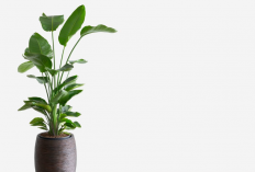 7 Jenis Tanaman Hias Indoor Pembawa Hoki di Awal Tahun 2026, Cocok Jadi Dekorasi Interior Rumah Lebih Hidup