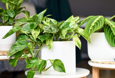 7 Tanaman Hias Depan Rumah Penarik Rezeki Menurut Feng Shui, Sekaligus Tambah Estetik!