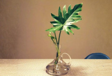 8 Tanaman Hidroponik Indoor Paling Mudah Tumbuh, Cocok untuk Pemula di Ruang Sempit, Rumah Lebih Segar Estetik