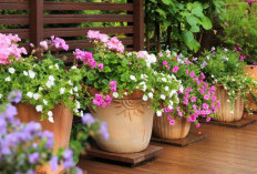 Rekomendasi 5 Tanaman Hias Outdoor untuk Teras Rumah, Bawa Rezeki dan Usir Energi Negatif yang Datang