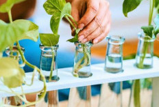 Buat Rumah Tetap Bersih & Segar, Ini 7 Jenis Tanaman Hias Hidroponik Terpopuler dan Mudah Dirawat