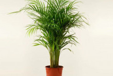 Penarik Keberuntungan, Ini 6 Tanaman Hias Depan Rumah yang Bisa Membawa Rezeki dan Bersihkan Udara