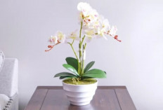 Tampak Elegan, Ini 5 Tanaman Hias Bunga untuk Dekorasi Indoor dengan Warna Menarik & Aroma Menenangkan