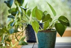 Diklaim Pembawa Sial, Berikut Tanaman Hias Cantik Menurut Fengshui yang Dinilai Membawa Malapetaka