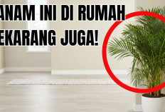 Mau Udara Sehat di Hunian yang Kecil? 3 Tanaman Pembersih Udara di Rumah Minimalis Ini Jawabannya! 