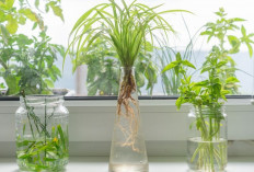 9 Tanaman Hias Hidroponik Estetik dan Mudah Dirawat Cocok untuk Meja Kerja, Kamar dan Sudut Rumah