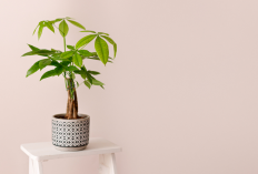 Teras Rumah Makin Estetik & Menawan! Ini 6 Tanaman Hias Outdoor Pembawa Keberuntungan