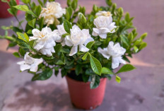 Cara Mudah Rumah Tetap Wangi, 4 Tanaman Hias Ini Hadirkan Aroma Alami yang Segar dan Menenangkan