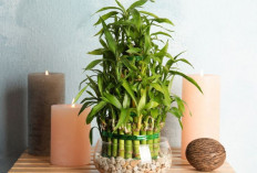 Banyak yang Salah, Ini 5 Penempatan Bambu Air Menurut Feng Shui Agar Rezeki, Karier dan Energi Rumah Lancar