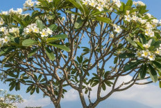 Jauhi 7 Tanaman yang Tidak Boleh Ditanam di Depan Rumah Ini, Bisa Membawa Sial Menurut Feng Shui