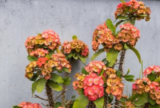 No. 1 Kesukaan Banyak Orang, Ini 4 Jenis Tanaman Pembawa Sial yang Tidak Boleh diletakan Dalam Rumah