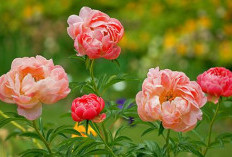 Ini 10 Tanaman Hias Outdoor Pembawa Keberuntungan & Kekayaan, Cocok Untuk Mempercantik Teras Rumah