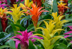 Belum Banyak yang Tahu! Ini 5 Tanaman Hias Outdoor yang Mudah Dirawat untuk Percantik Tampilan Depan Rumah 