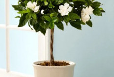 Rumah Segar Bebas Bau! Ini 5 Tanaman Hias Indoor Penyerap Bau, Cocok Buat Dekorasi di Ruang Tamu