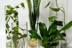 Dekorasi Rumah Minimalis dengan 5 Tanaman Hias Hidroponik: Hemat Tempat, Bersih, dan Menenangkan