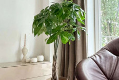 Cocok Untuk Ruang Tamu & Dapur, Ini 6 Tanaman Hias Indoor Pembawa Keberuntungan dan Rejeki Menurut Feng Shui