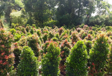 Teras Panas Jadi Adem! Estetik dan Fungsional, Ini Pohon Peneduh dalam Pot yang Wajib Dicoba