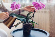 Bukan Sekedar Dekorasi, Ini 5 Tanaman Hias Pembawa Rezeki & Keberuntungan di Rumah dengan Tampilan Estetik