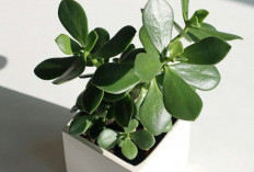 7 Tanaman Hias Penjaga Rumah dari Aura & Energi Negatif, Bisa Cegah Udara Rumah dari Polusi Juga