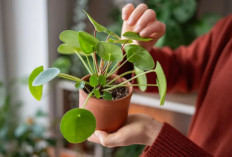 7 Tanaman Hias di Depan Rumah yang Membawa Keberuntungan, Energi Positif, Keindahan dan Tips Merawat Praktis