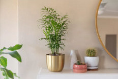 Bikin Interior Rumah Makin Estetik dan Segar, 8 Tanaman Hias Indoor  Pembersih Udara dari Polutan Menurut NASA