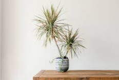 Rumah Pinggir Jalan Wajib Punya! Ini 7 Tanaman Hias yang Dapat Menyerap Polutan Secara Alami