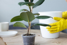 7 Tanaman Hias yang Bikin Mata Segar, Sedap Dipandang dan Rumah Lebih Hidup, Wajib Punya di Halaman