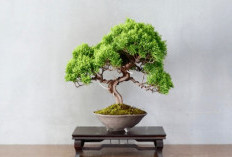 Jarang Diketahui, Tanaman Bonsai Mini yang Gampang Dirawat Ini Bisa Hidup Puluhan Tahun! Ini Fakta Uniknya