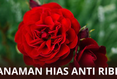 Kumpulan Tanaman Hias Bunga yang Bisa Kamu Rawat Sendiri di Rumah! Ini Daftarnya