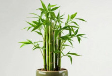 Wajib Punya! Ini 5 Tanaman Hias Pembawa Keberuntungan yang Bisa Mengundang Energi Positif & Kekayaan