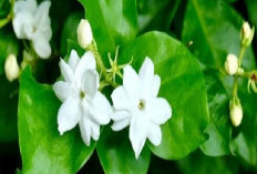 Mengundang Energi Positif dan Kekayaan, Berikut 5 Tanaman Hias Outdoor yang Cocok di Taruh di Halaman