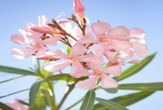 Sebaiknya Tidak di Tanam, Berikut 5 Jenis Tanaman Bunga yang Memiliki Racun Berbahaya