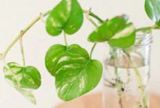 Udara Lebih Sejuk & Nyaman, Ini 6 Tanaman Hidroponik Indoor Tanpa Media Tanah yang Mudah dirawat
