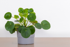 Wajib Punya! 7 Tanaman Hias yang Membawa Energi Positif ke Dalam Rumah & Mudah Dirawat