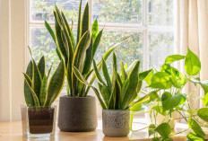 7 Tanaman Hias Pembersih Udara Dalam Ruangan: Bikin Rumah Nyaman dan Jadi Filter Udara Alami