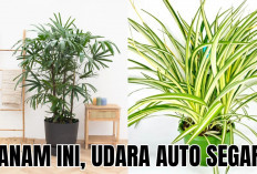 5 Tanaman Indoor Pembersih Udara Dalam Ruangan Ini Bisa Bantu Kamu Redakan Stress Pasca Bekerja