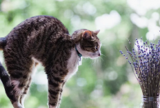Bukan Cuma Sebagai Dekorasi Rumah, 4 Jenis Tanaman Hias Outdoor Pengusir Kucing Liar Tanpa Menyakitinya