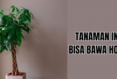 5 Tanaman Hias Pembawa Rezeki yang Bisa 'Dobrak' Semangat Kamu Mencari Cuan di Tahun 2026