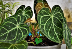 8 Tanaman Hias Depan Rumah Dipercaya Bawa Keberuntungan, Energi Positif dengan Perawatan Mudah