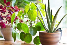 6 Tanaman Hias Penyerap Racun yang Wajib Dimiliki di Rumah untuk Lawan Polusi Dalam Ruangan