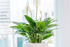 5 Jenis Tanaman Hias Pembawa Keberuntungan & Pembawa Hoki, Kurangi Polusi Udara di Dalam Rumah